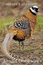 reeves’s pheasant